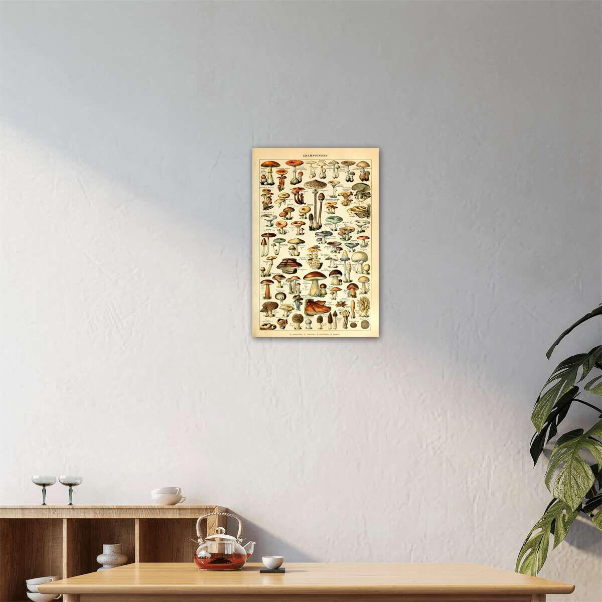 Amazon.com: Art Poster Print Mushrooms Champignons Botanical